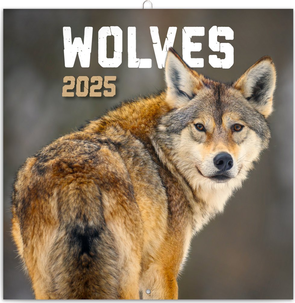 Levně Kalendář 2025 poznámkový: Vlci, 30 × 30 cm