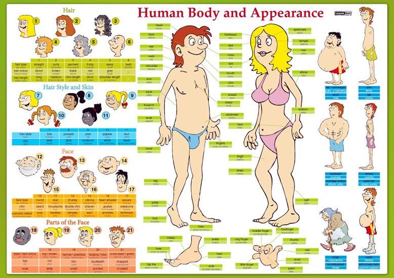 Levně Human Body and Appearance / Lidské tělo - Naučná karta - Eva Tinková