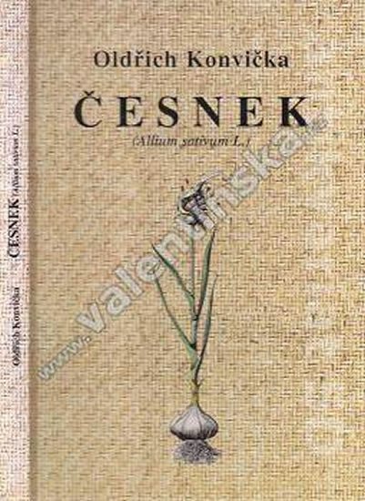 Česnek (Allium sativum L.) - Oldřich Konvička