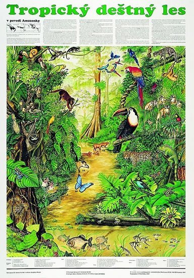 Levně Plakát - Tropický deštný les
