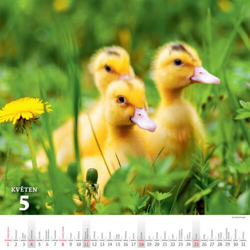 Levně Krásy venkova 2025 - nástěnný kalendář