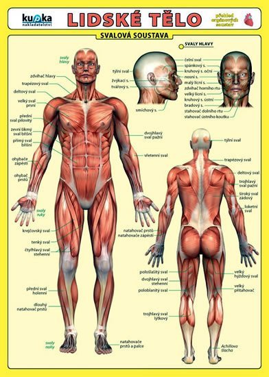 Lidské tělo - Přehled orgánových soustav - Svalová soustava - kolektiv autorů