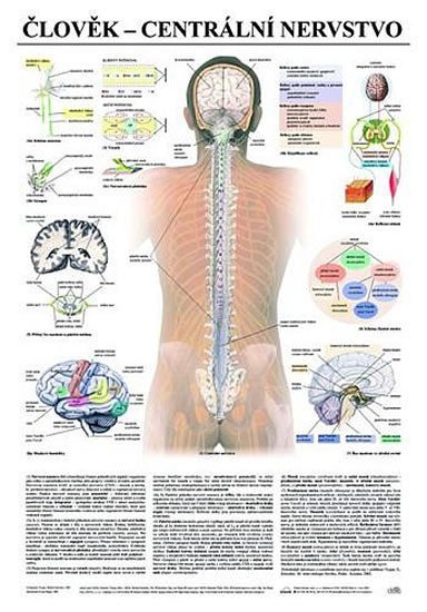 Levně Plakát - Člověk - centrální nervstvo