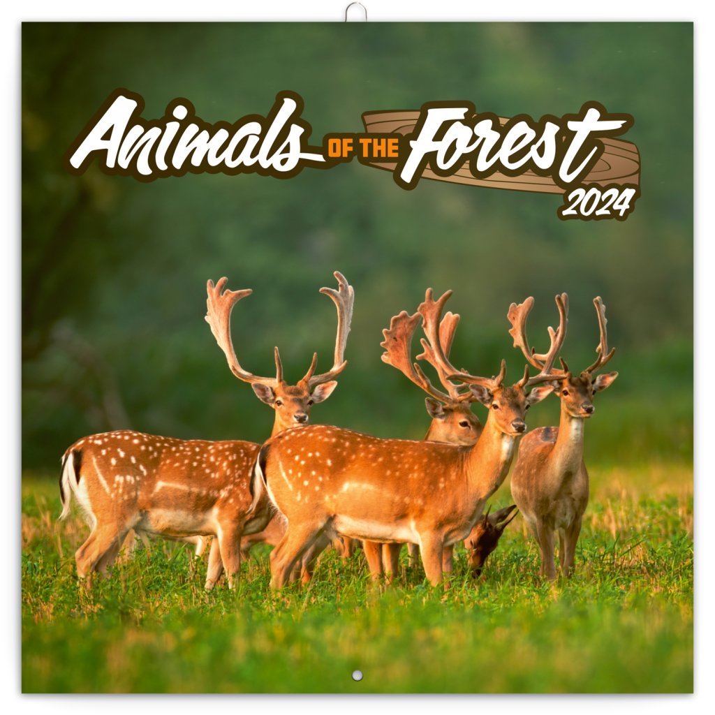 Levně Kalendář 2024 poznámkový: Zvířátka z lesa, 30 × 30 cm