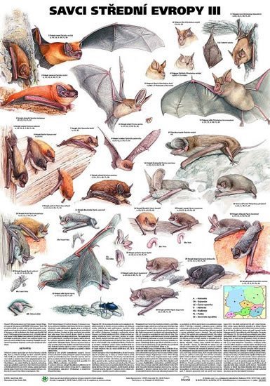 Levně Plakát - Savci střední Evropy III- Netopýři