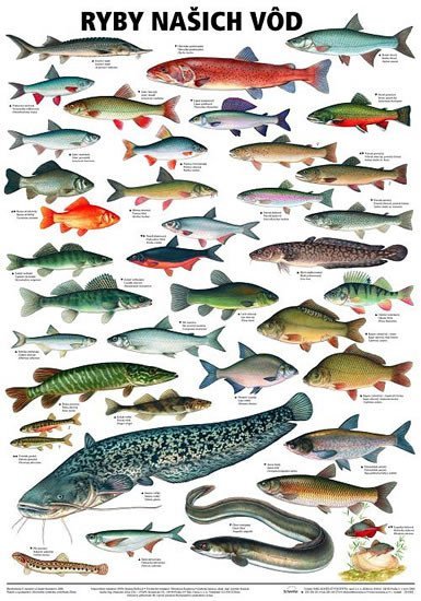 Levně Plakát - Ryby našich vod
