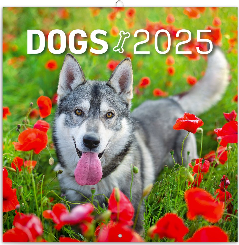 Levně Kalendář 2025 poznámkový: Psi, 30 × 30 cm