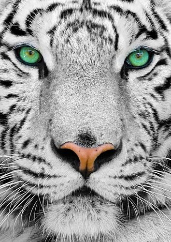 Puzzle Bílý sibiřský tygr 1000 dílků
