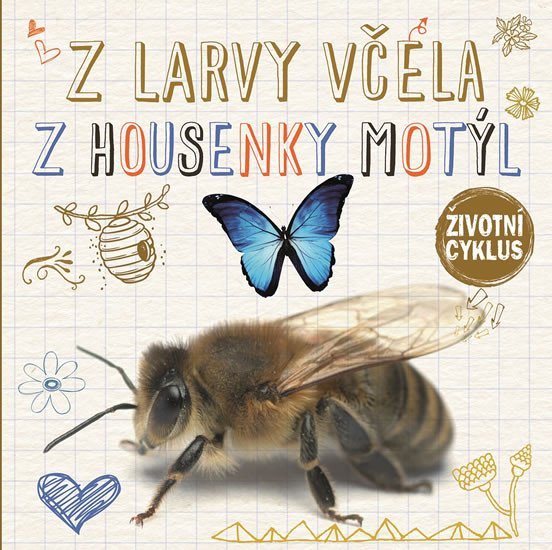 Z larvy včela, z housenky motýl - Životní cyklus - Grace Jones