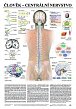Plakát - Člověk - centrální nervstvo