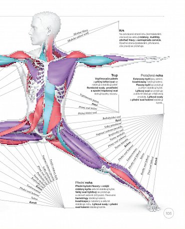 Náhled Jóga z pohledu anatomie