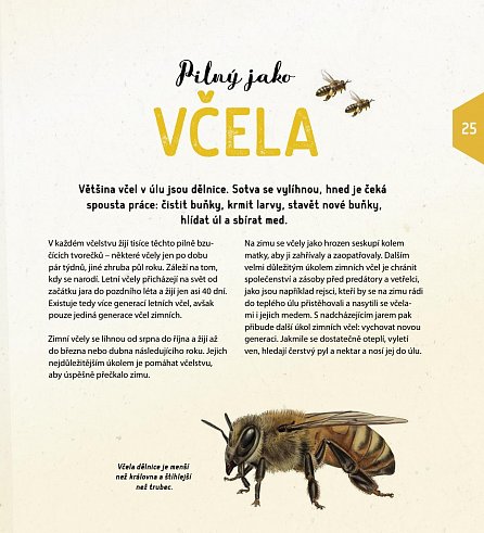 Náhled Jeden rok v životě včely - Jak včely žijí, co všechno dělají a proč je královna matkou všech včel