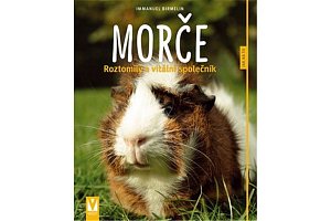 Morče - Roztomilý a vitální společník