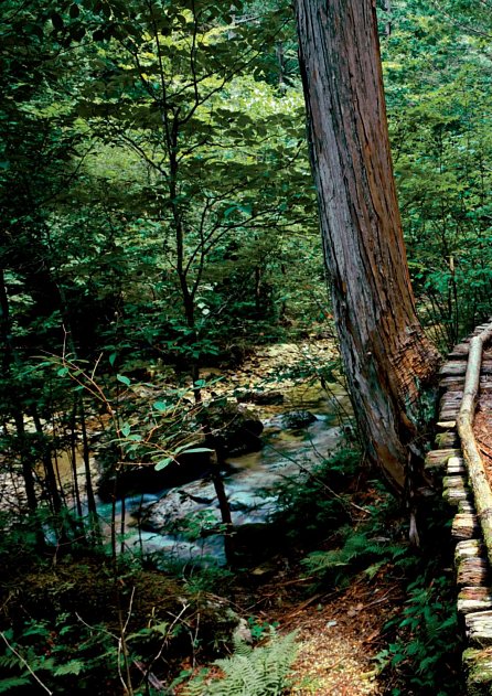 Náhled Šinrin-joku, japonské umění lesní terapie