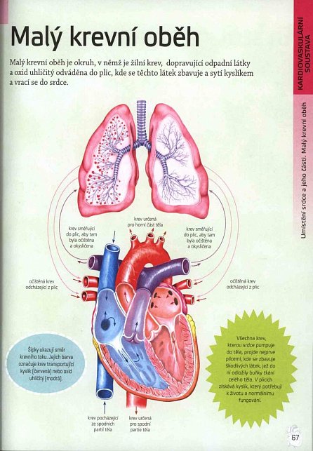 Náhled Lidské tělo - Encyklopedie nejen pro školáky