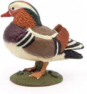 Kachna mandarinská