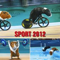 Kalendář 2012 - Sport - Mořská prasátka - nástěnný