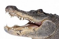 Pohlednice 3D krokodýl hlava