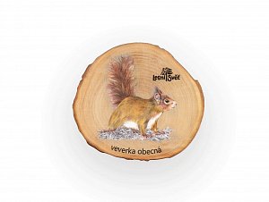 Magnet letokruh - Veverka