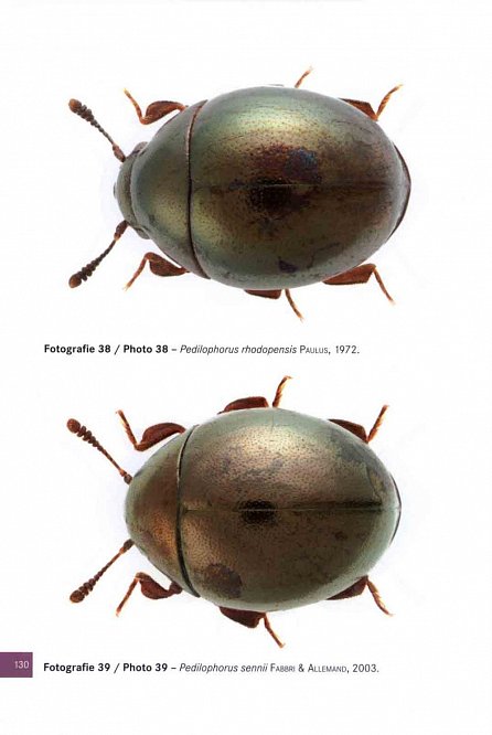 Náhled Brouci čeledí plavčíkovití a vyklenulcovití / Beetles of the family Haliplidae and Byrrhidae