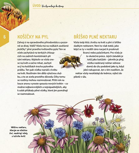 Náhled Jeden rok v životě včely - Jak včely žijí, co všechno dělají a proč je královna matkou všech včel