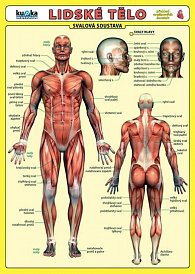 Lidské tělo - Přehled orgánových soustav - Svalová soustava