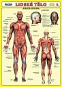 Lidské tělo - Přehled orgánových soustav - Svalová soustava