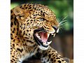 Pohlednice leopard 3D