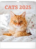 Kalendář 2025 nástěnný: Kočky, 30 × 34 cm