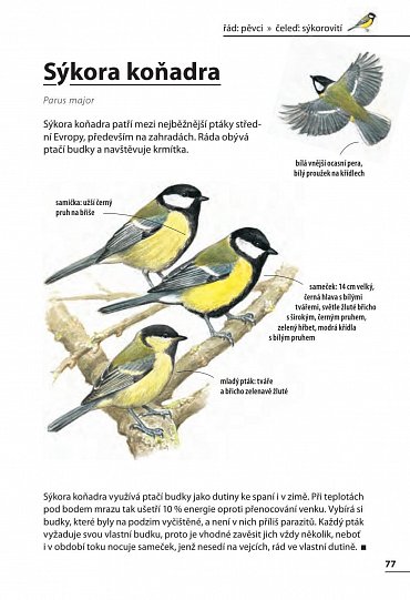 Náhled Ptáci - Rozpoznejte snadno 100 druhů