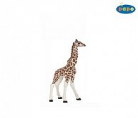 Žirafa mládě