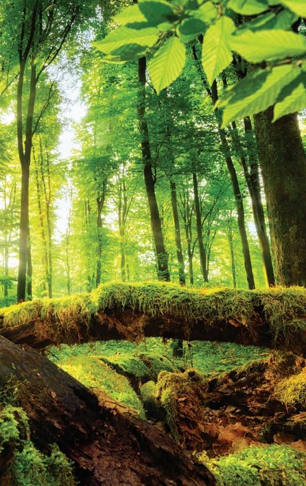 Náhled Lesní lázeň - Terapie v přírodě