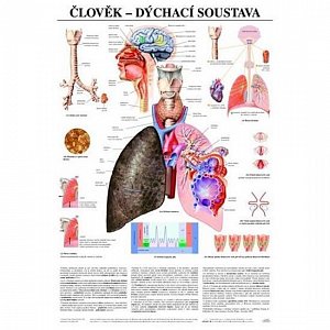 Plakát - Člověk - dýchací soustava