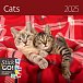 Kalendář nástěnný 2025 - Cats