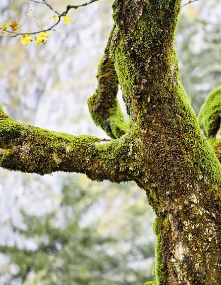 Náhled Tajný život stromů - Co cítí a jak komunikují
