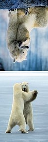 Magnetická záložka - Medvědí život (lední medvěd)
