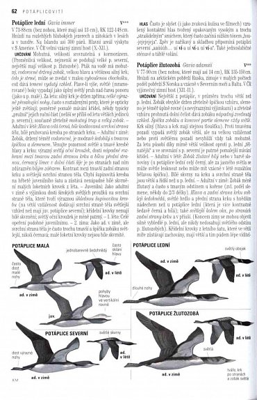 Náhled Ptáci Evropy, Severní Afriky a Blízkého východu, 2.  vydání