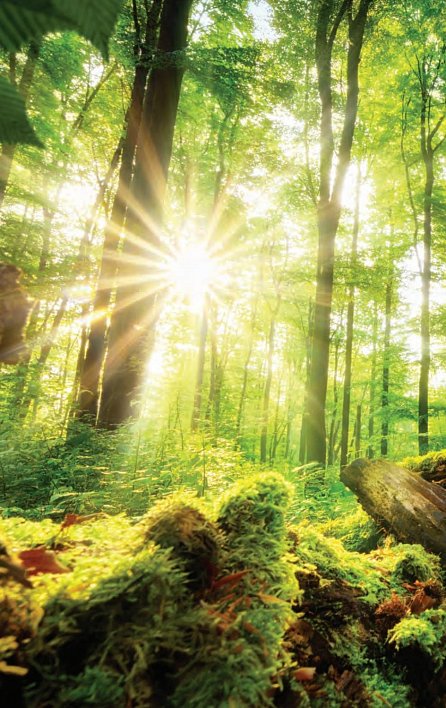 Náhled Lesní lázeň - Terapie v přírodě