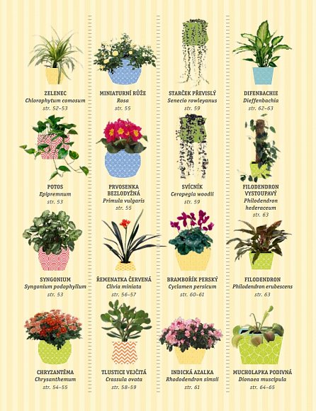 Náhled Zdravé pokojové rostliny