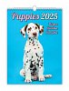 Kalendář nástěnný 2025 - Puppies / Welpen / Štěňátka / Šteniatka