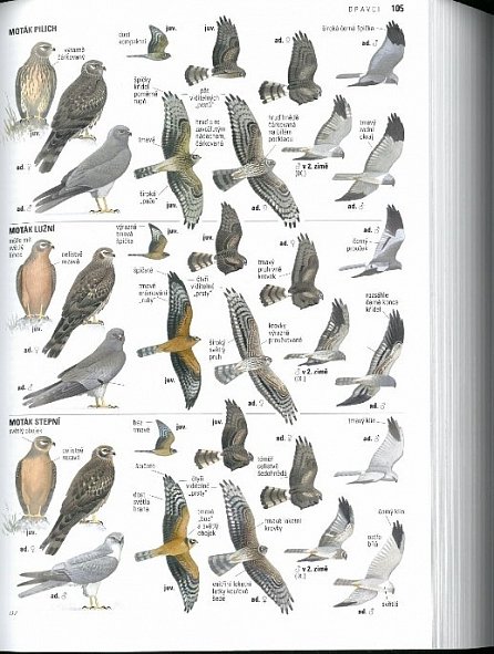Náhled Ptáci Evropy, Severní Afriky a Blízkého východu