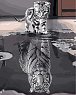 Malování podle čísel - Kotě a tygr 40 x 50 cm (bez rámu)