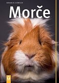 Morče