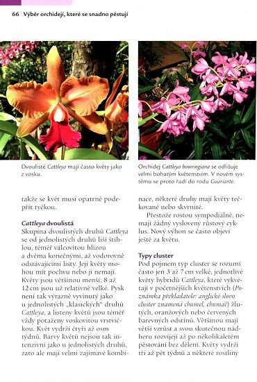 Náhled Orchideje – Výběr a pěstování nejlepších druhů