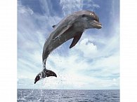 Magnetický delfín 3D