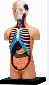 Anatomie člověka - trup
