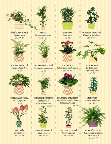 Náhled Zdravé pokojové rostliny