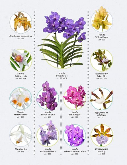 Náhled Zdravé orchideje