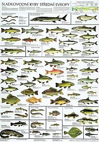 Plakát - Sladkovodní ryby střední Evropy