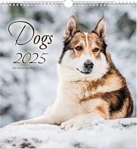 Dogs 2025 - nástěnný kalendář